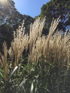 11050165_10154268907488135_4182515137913537453_o