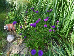 11115857_10154268907503135_114153634007015550_o