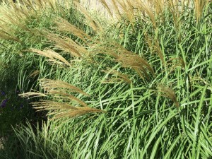 12001049_10154268907493135_8057582446264528009_o