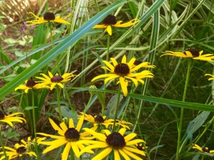 12014972_10154268907478135_5450308315872516346_o